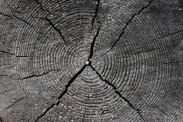 Fototapeta premium Cut on an old tree with annual rings and cracks, close-up