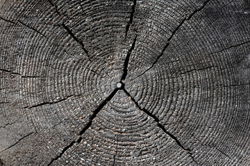 Cut on an old tree with annual rings and cracks, close-up