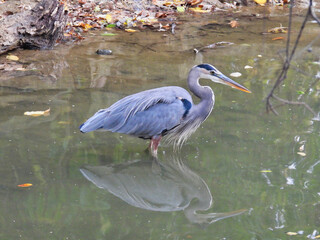 Closeup Great Blue Heron Bird Chest High in Lake Water Inlet with Fall Colored Leaves Floating in Water with Beautiful Blue Feathers and Crest on Head with Reflection in Water