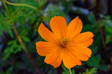 orange flower in garden
