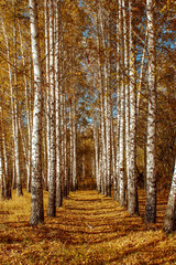 Fototapeta premium autumn landscape birch grove tall trees with white trunks and bright yellow leaves on a sunny day