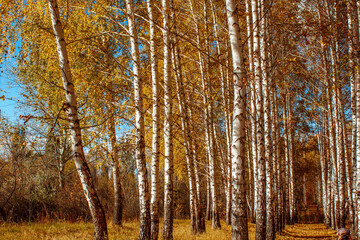 autumn landscape birch grove tall trees with white trunks and bright yellow leaves on a sunny day