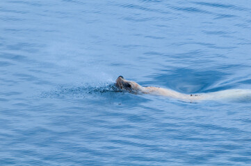 Fototapeta premium Fishing Steller's Sea Lion (Eumetopias jubatus) at sea, Chowiet Island, Semidi Islands, Alaska, USA