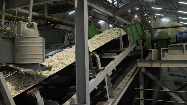 Chopped sugar beets at a sugar factory moves a conveyor belt. Full cycle of processing of sugar beets.