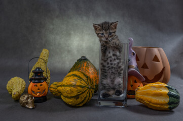 Jesienna sesja z kotem