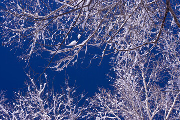 snow covered branches of a tree
