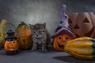 Jesienna sesja z kotem