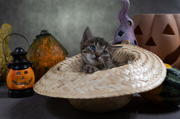 Jesienna sesja z kotem