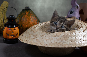 Jesienna sesja z kociakiem