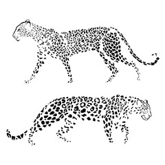 Two leopards on white. Line art. Vector isolated illustration. Hand drawn sketch. Monochrome.