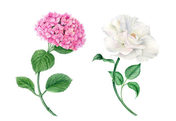 Vintage wateroclor collection of pink hydrangea and white rose realistic botanical illustration
