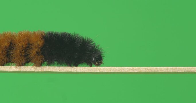 Woolly Worm close up footage on green screen 