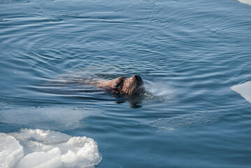 Steller's Sea Lion (Eumetopias jubatus) in harbour, Petropavlovsk-Kamchatsky, Kamchatka Peninsula, Russia