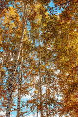 autumn landscape birch grove tall trees with white trunks and bright yellow leaves on a sunny day