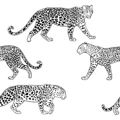 Seamless pattern with leopards. Hand-drawn vector illustration on white. Animal art background.