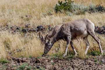 Bighorn (Ovis canadensis) in Yellowstone National Park, USA