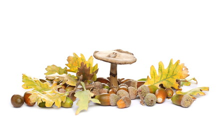 Oak leaves, acorn and mushroom (Agaricus bisporus) isolated on white background © dule964