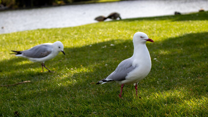 Christchurch, Newzealand, 18th Oct.2020.  Does the look and pose of the gull remind you of someone you know in your life?