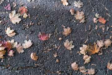 Gefallenes Herbstlaub auf dem Asphalt