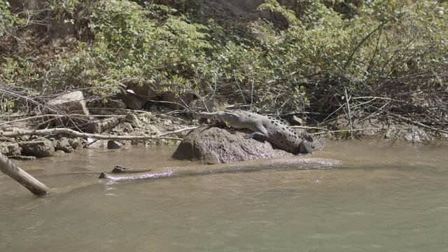 A huge crocodile sunbathing on a big rock at the shore of the river in Sumidero Canyon, Chiapas, Mexico