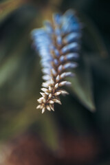 close up of a flower