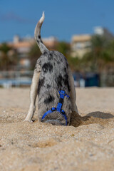 Little Border Collie Blue Merle puppy