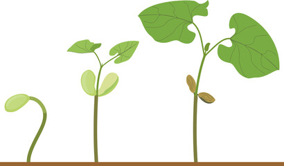 Life cycle of bean plant. Growth stages from seeding to young plant isolated on white background