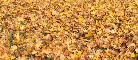 Gelbes gefallenes Herbstlaub 