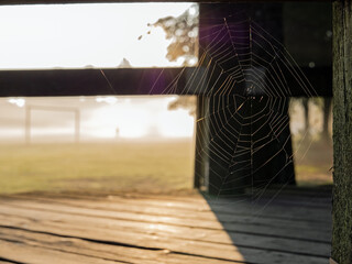 Spinnennetz am Holzzaun im Park, Morgens im Gegenlicht
