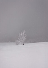 Winter mountain landscape with ice-covered tree in a snowfall.