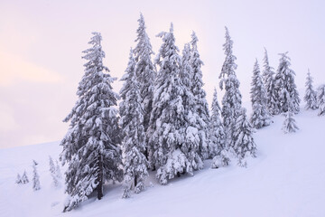 Naklejka premium Snow-covered firs on a hillside on a sunset background.
