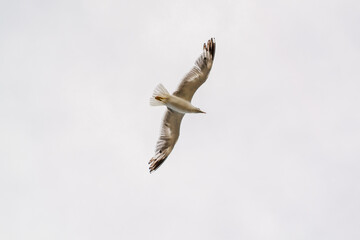 gaviota sobrevolando