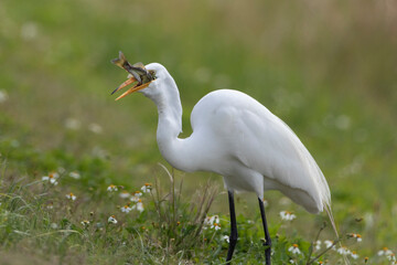 Great  White Egret with Fish