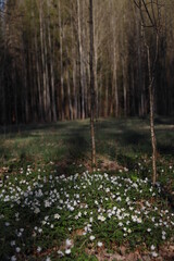 Obraz na płótnie Canvas Spring in the forest