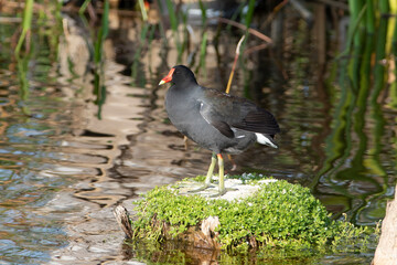 American Coot resting on Rock