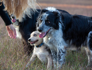 Little Border Collie Blue Merle puppy