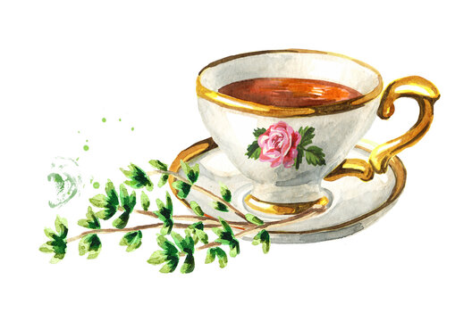 Cup of tea with Thyme. Hand drawn watercolor illustration isolated on white background