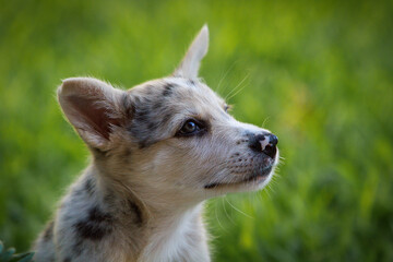 Obraz premium Little Border Collie Blue Merle puppy