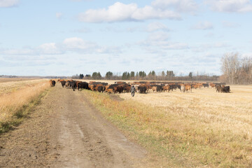 Fototapeta na wymiar herding cattle down a dirt trail