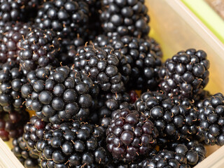 Frisch gepflückte reife Brombeeren