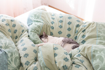 Beautiful cat sleeping in bed, cozy curled in soft duvet.