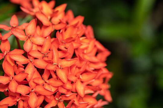 Beautiful red spike flower blooming, red ixora flower and green leaves with beautiful blurred background.
