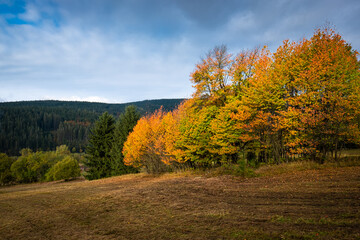 Naklejka premium colorful trees red, yellow, orange, green leaves, bohemian forest, czech republic, autumn landscape