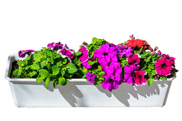 Petunia flowers on a white background.