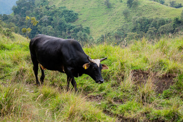 vaca