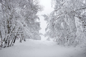 snow covered trees in winter, perfect winter, czech republic