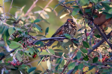 Nature and bird. Green red nature background. Bird: Redwing.