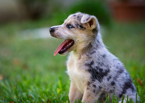 Little Border Collie Blue Merle puppy