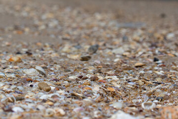 shells on sand