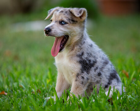 Little Border Collie Blue Merle puppy